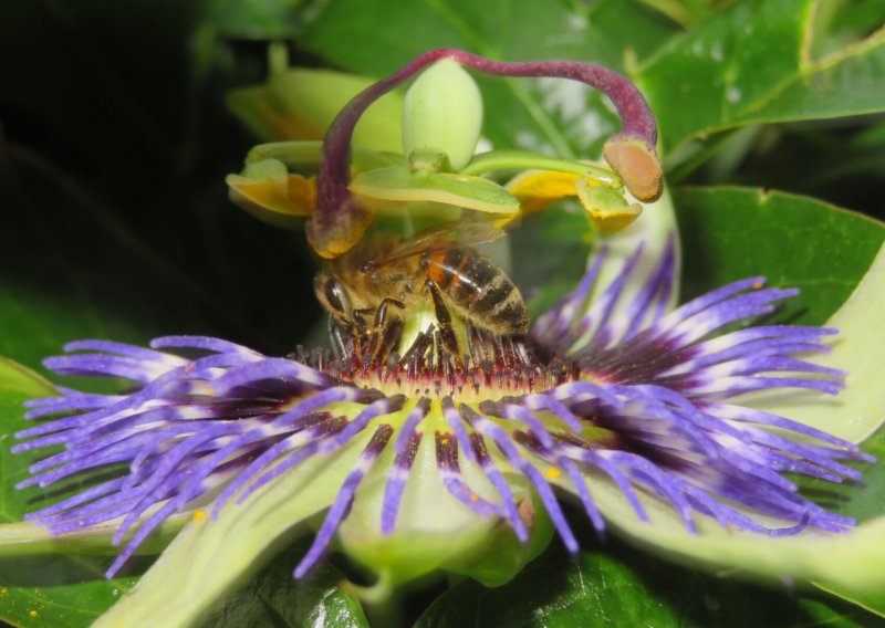 ABEILLE sur PASSIFLORE. l'abeille tourne autour de la chambre à nectar et offre son dos poilu aux anthères pour récupérer le pollen. EMILIE DELHOMMEL